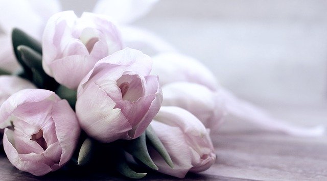 kytice bílých tulipánů