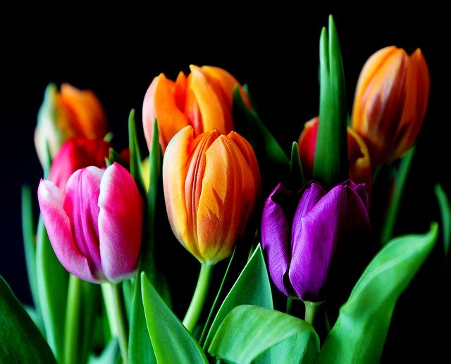 kytice různobarevných tulipánů